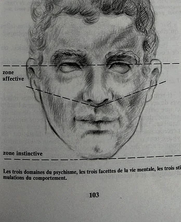 Les trois étages — zone cérébrale / affective / instinctive